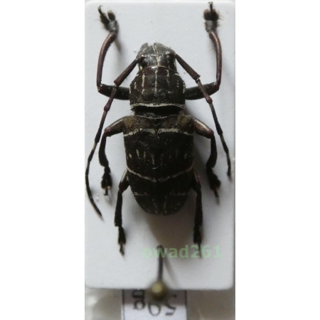 Choeromorpha mystica (Pascoe, 1869) male Philippines59g